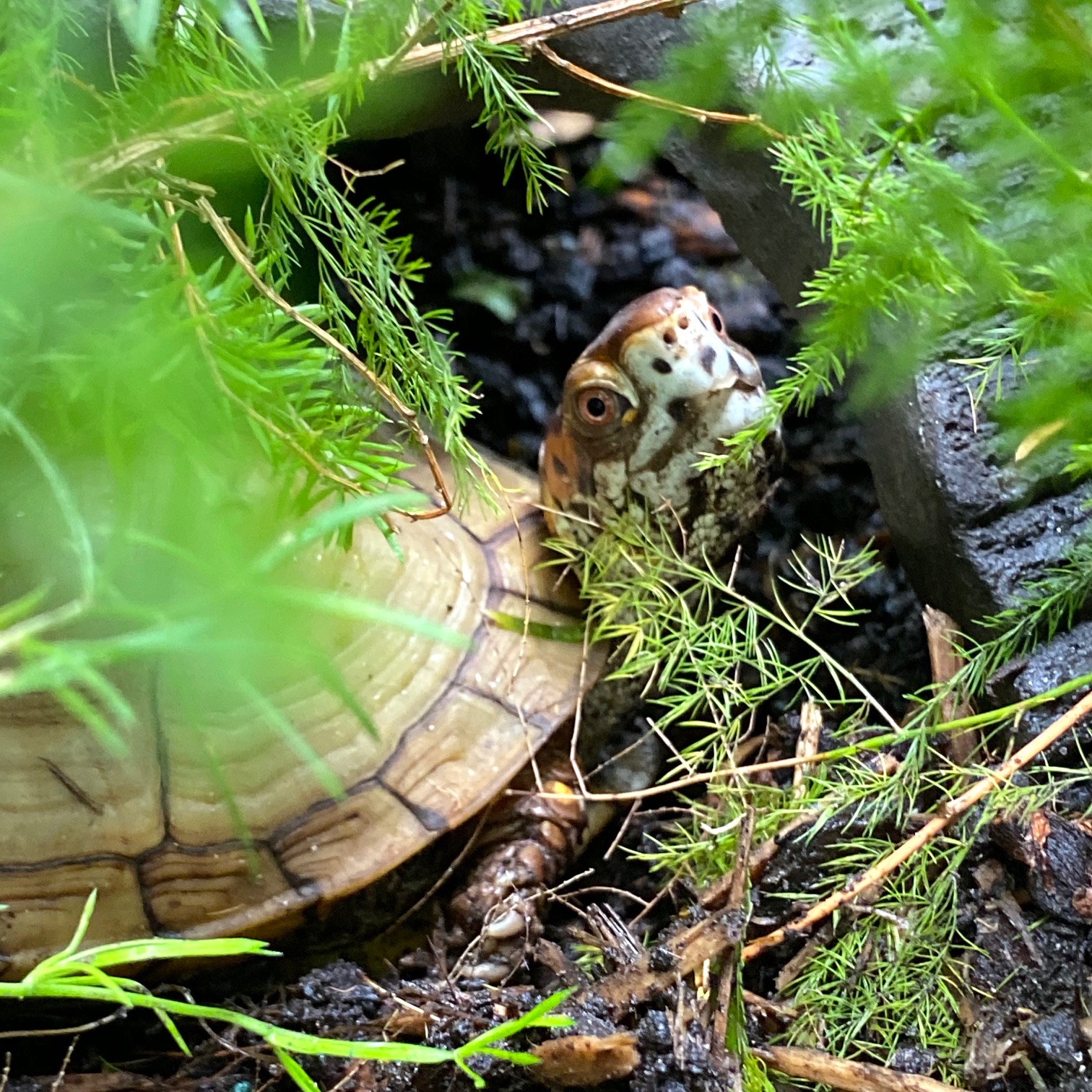 box turtle in rock cave