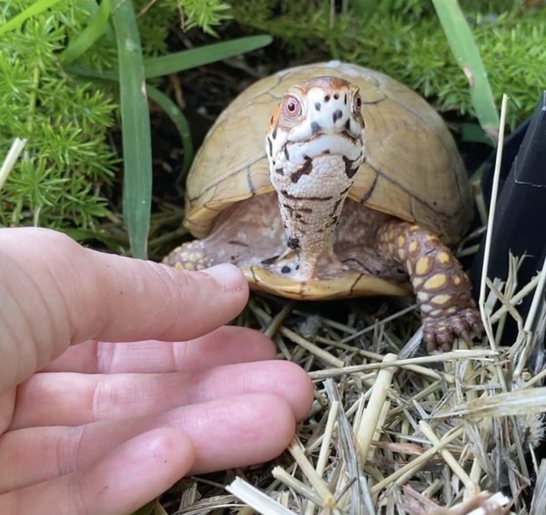 Box turtle near hand