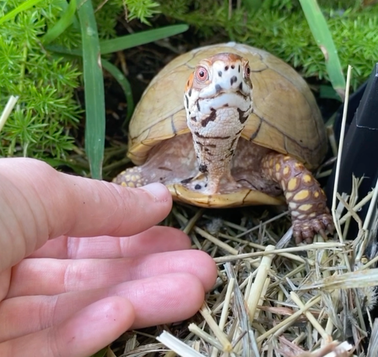 Box turtle near hand