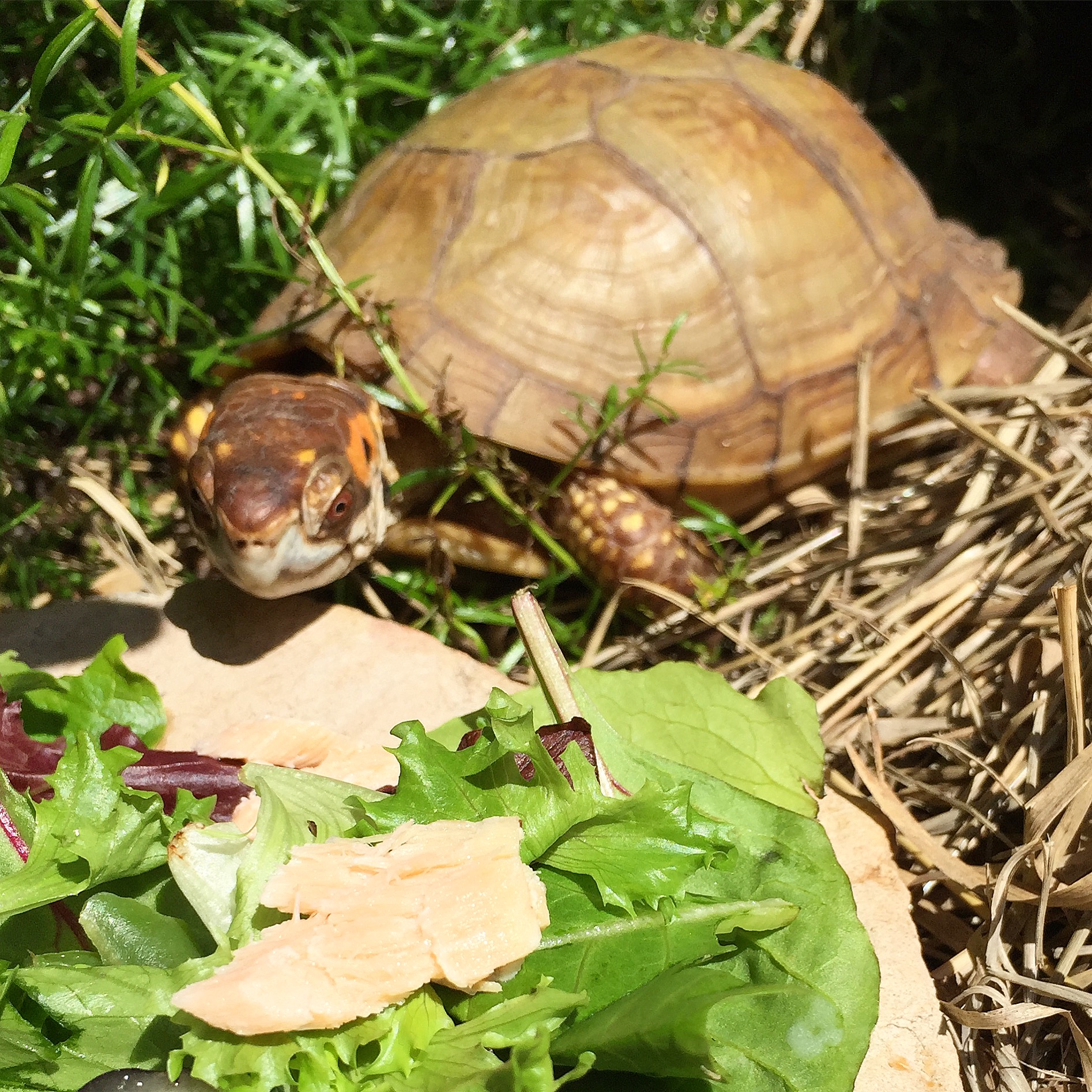 Box turtle eats salmon