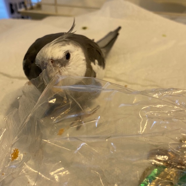 Cockatiel with plastic