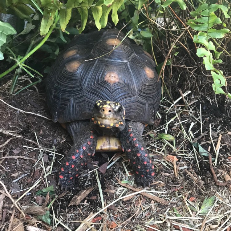 Malti redfoot tortoise