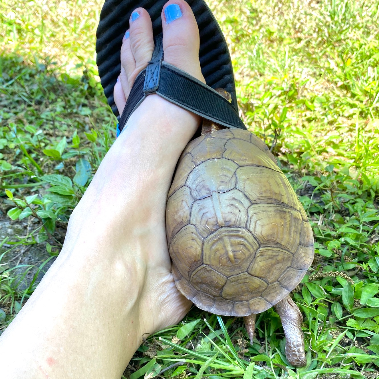 box turtle with flipflop