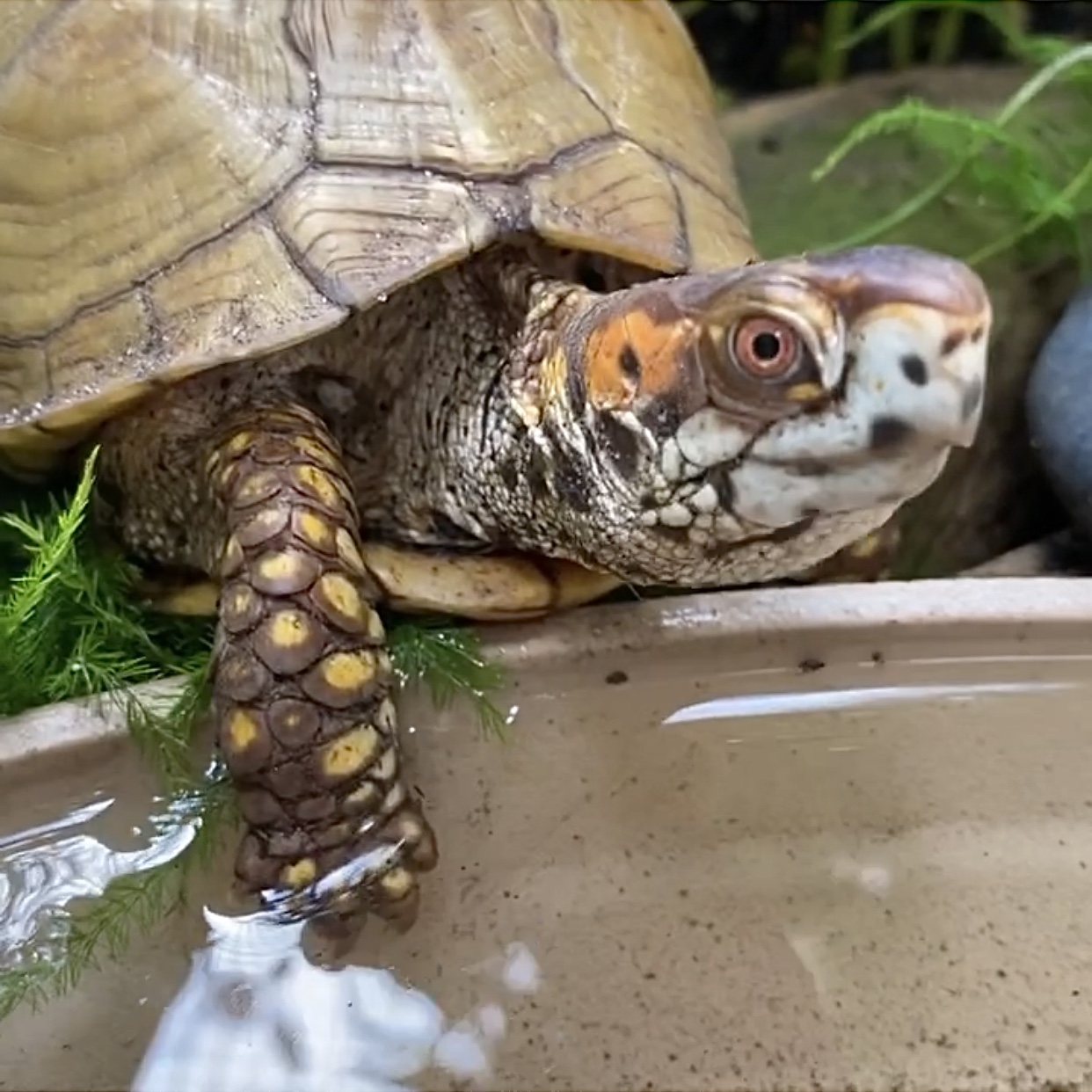 adult male 3-toed box turtle