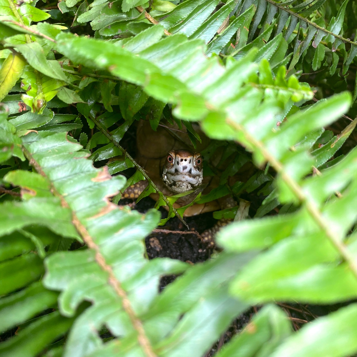 box turtle hides in fern