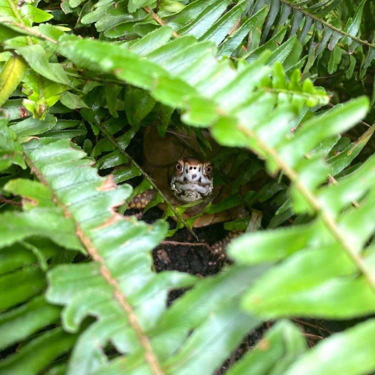 box turtle hides in fern