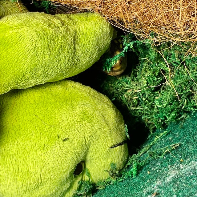 Redfoot tortoise nostrils