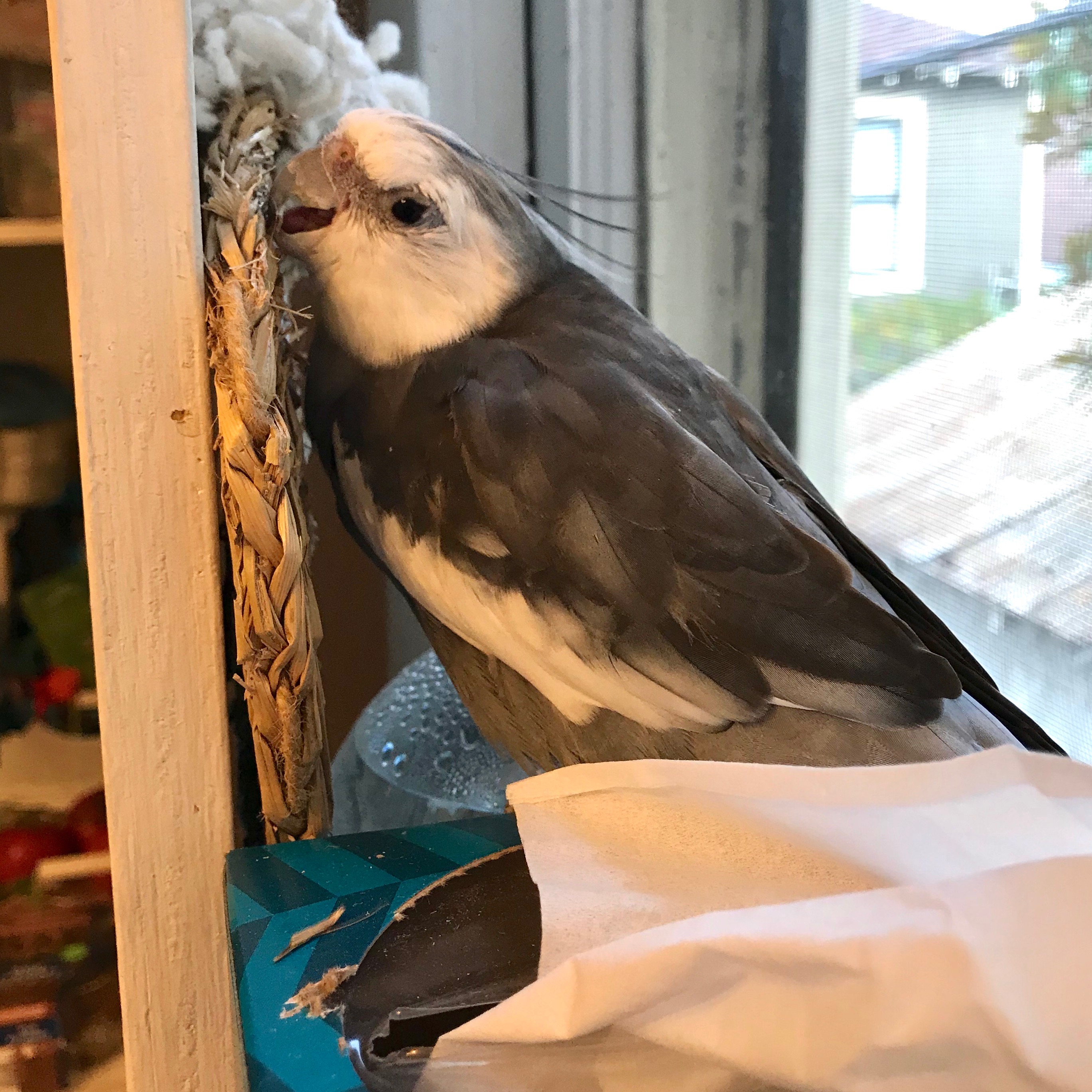 Cockatiel Wicker Toy