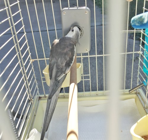 cockatiel with in-cage warming pad