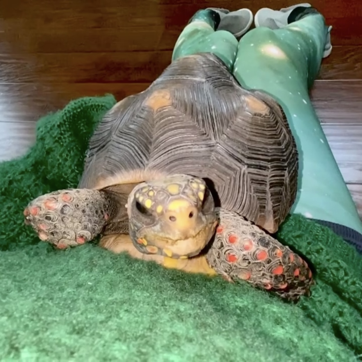 redfoot tortoise cuddles with person