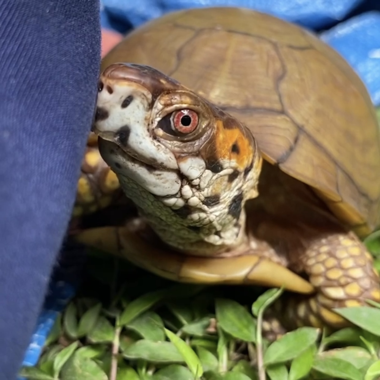 box turtle stare