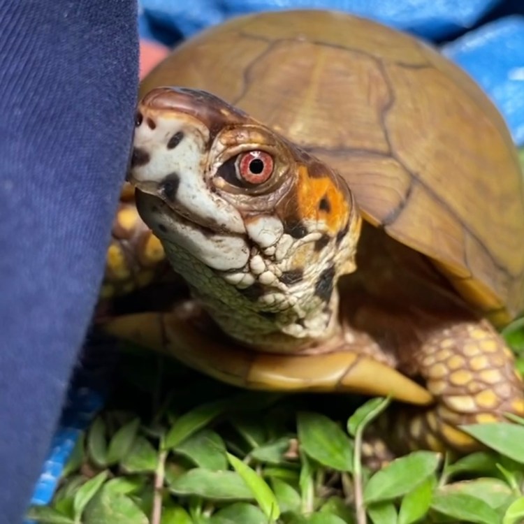 box turtle stare