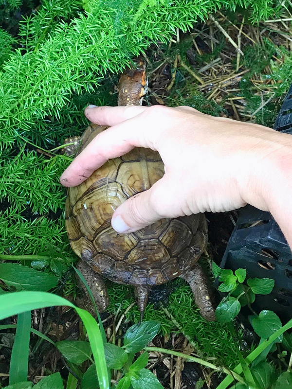 Box turtle meets hand 1
