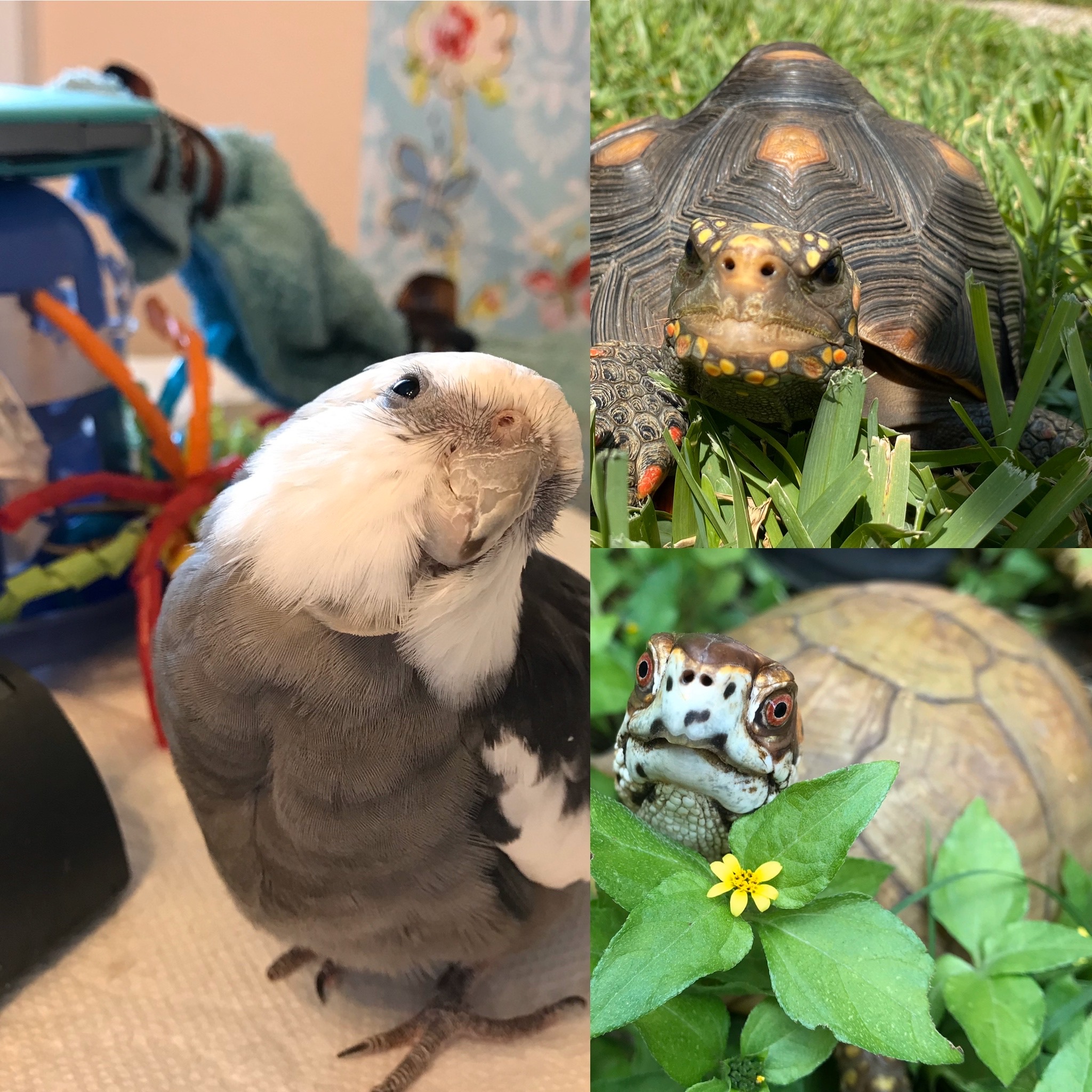 cockatiel, redfoot tortoise, box turtle