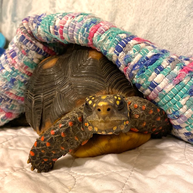 redfoot tortoise on couch
