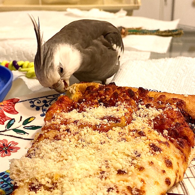 cockatiel eats big piece of pizza