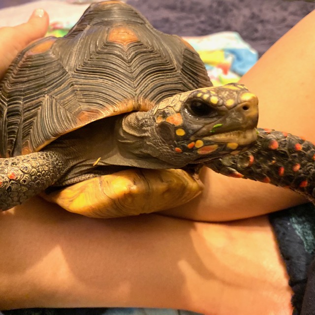 redfoot tortoise