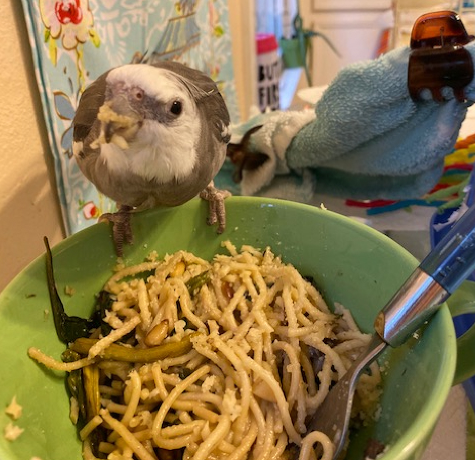 Cockatiel perches on pasta bowl