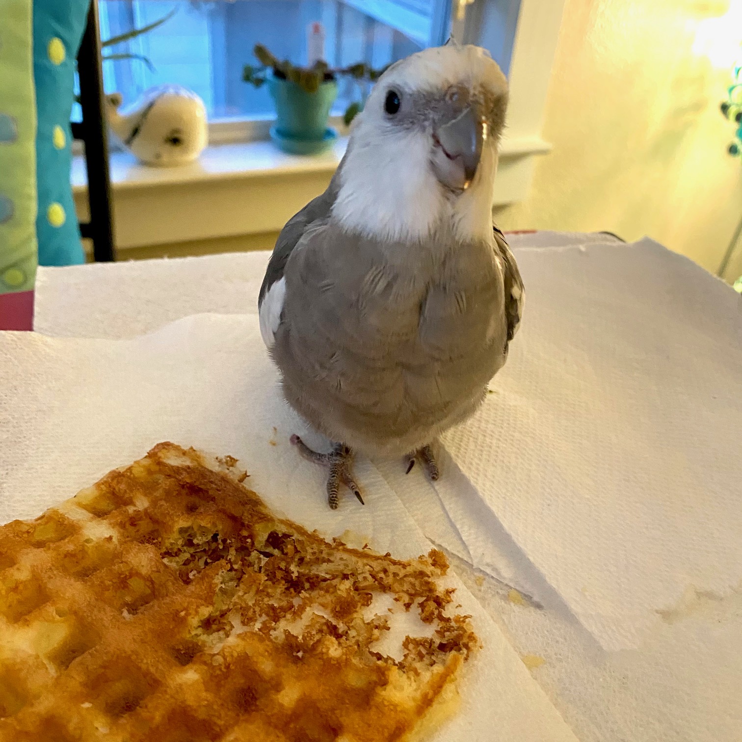 cockatiel waffle