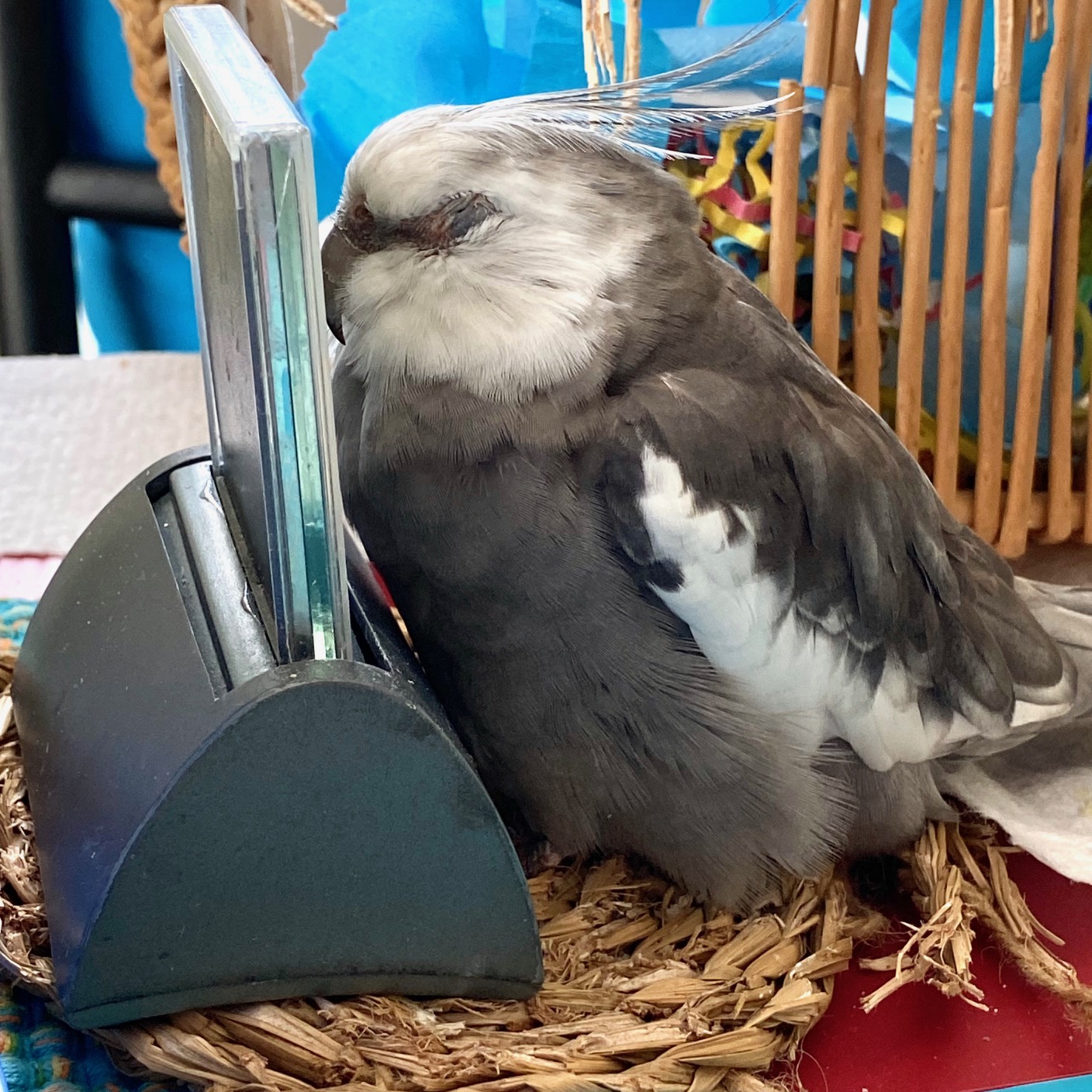 cockatiel napping