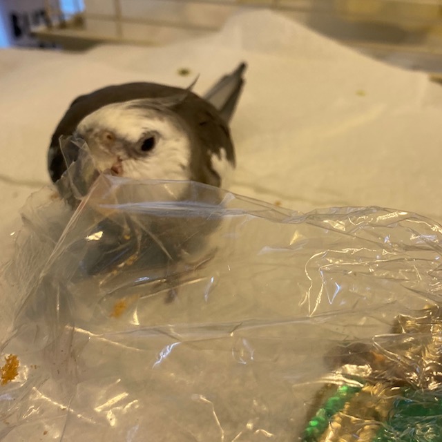 Cockatiel bites plastic bag