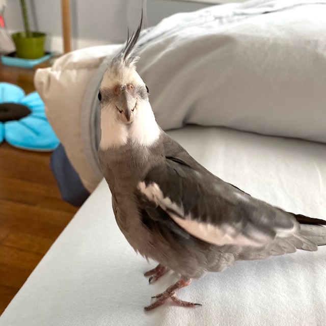 whiteface cockatiel with long crest