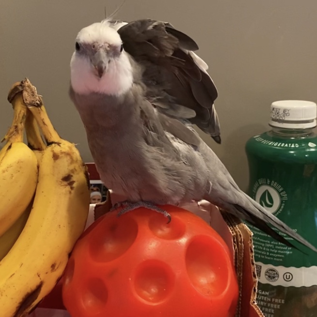 cockatiel sits on treat ball