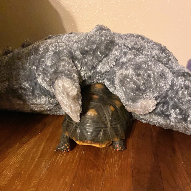 Tortoise alligator