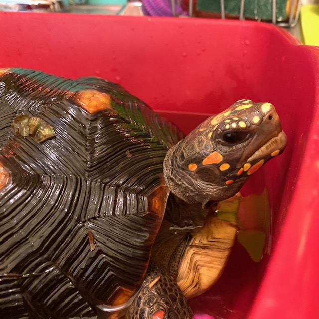 redfoot tortoise in bath