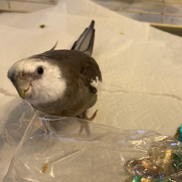 Cockatiel with plastic bag