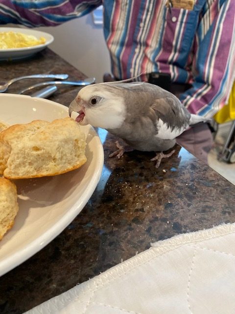 cockatiel crunches biscuit
