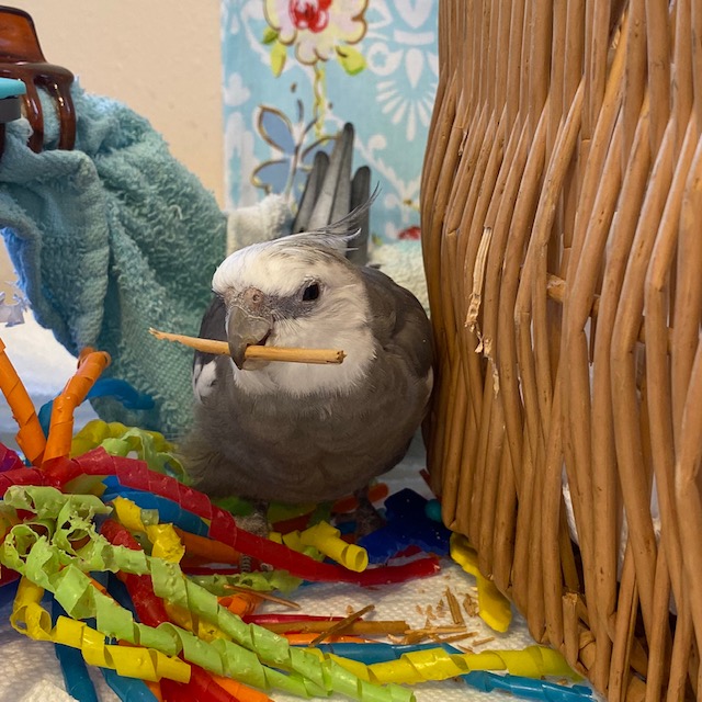Cockatiel with wicker twig