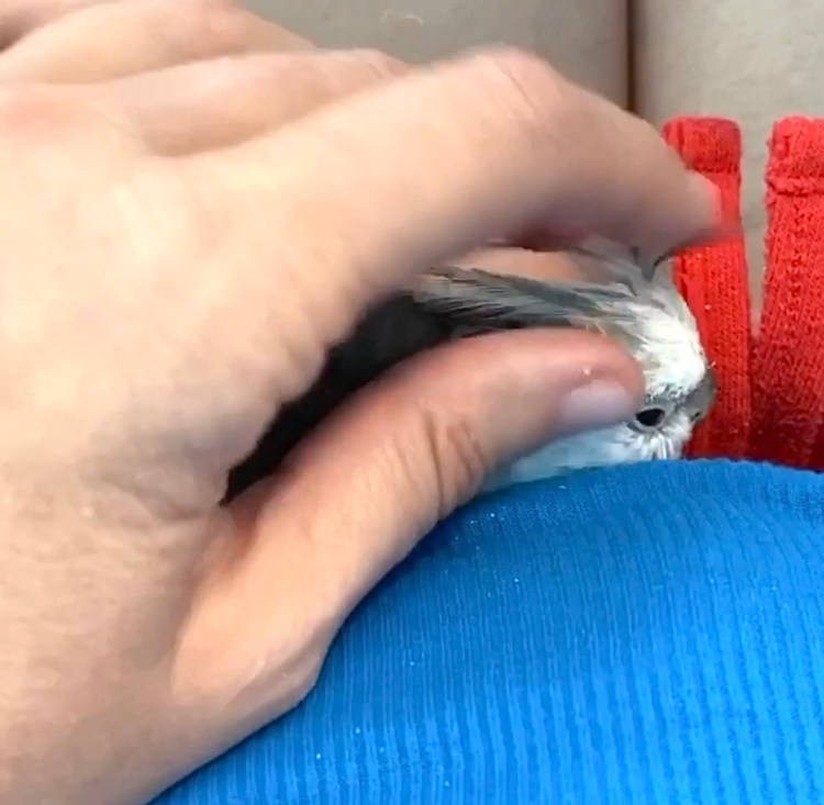 cockatiel gets neck feather pats