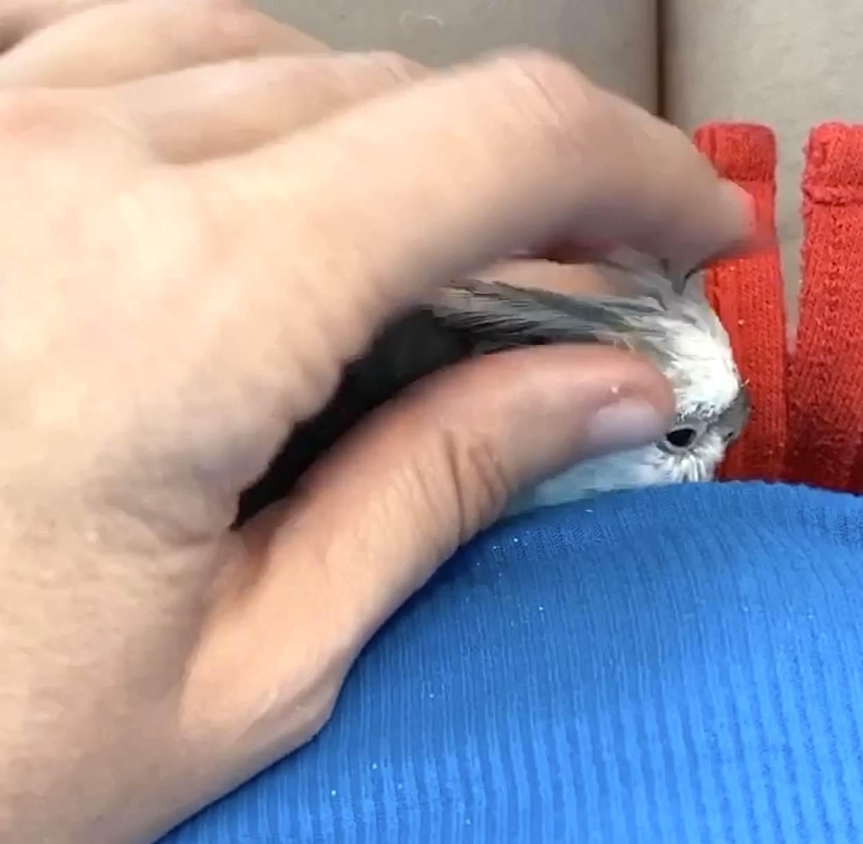 cockatiel gets neck feather pats