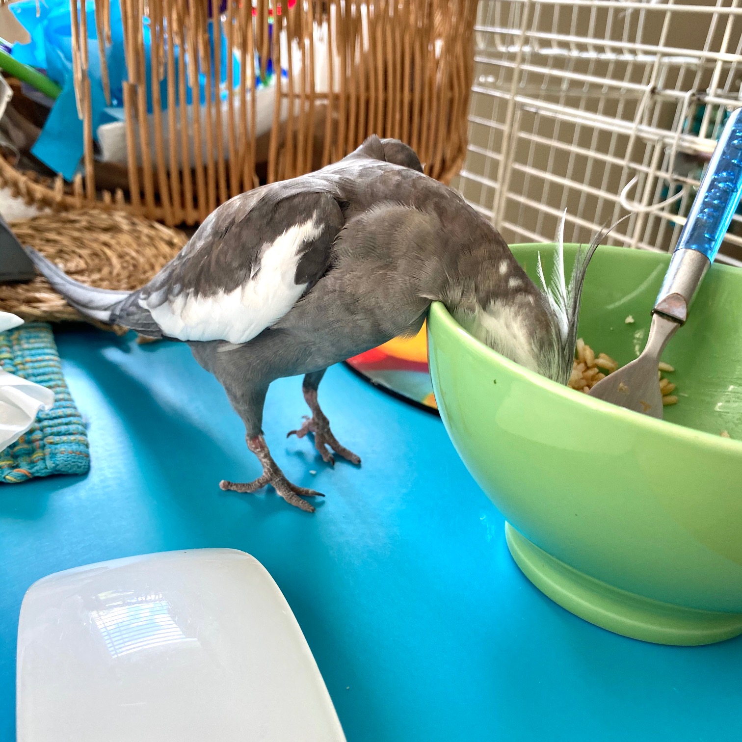cockatiel eats from bowl
