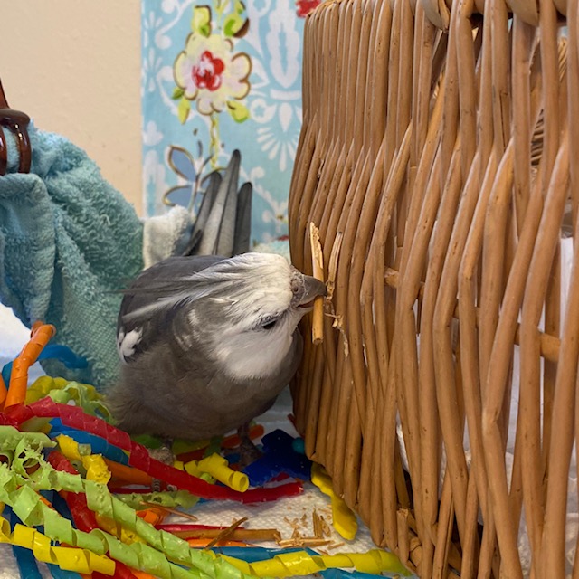 Cockatiel with wicker basket