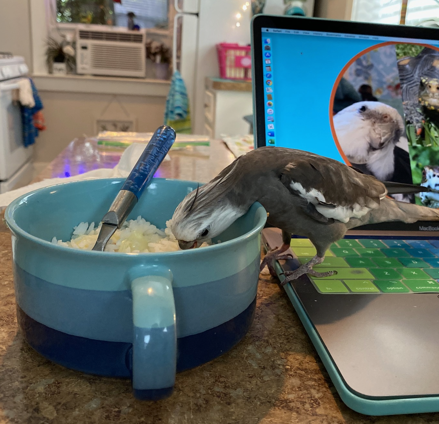 cockatiel stands on laptop