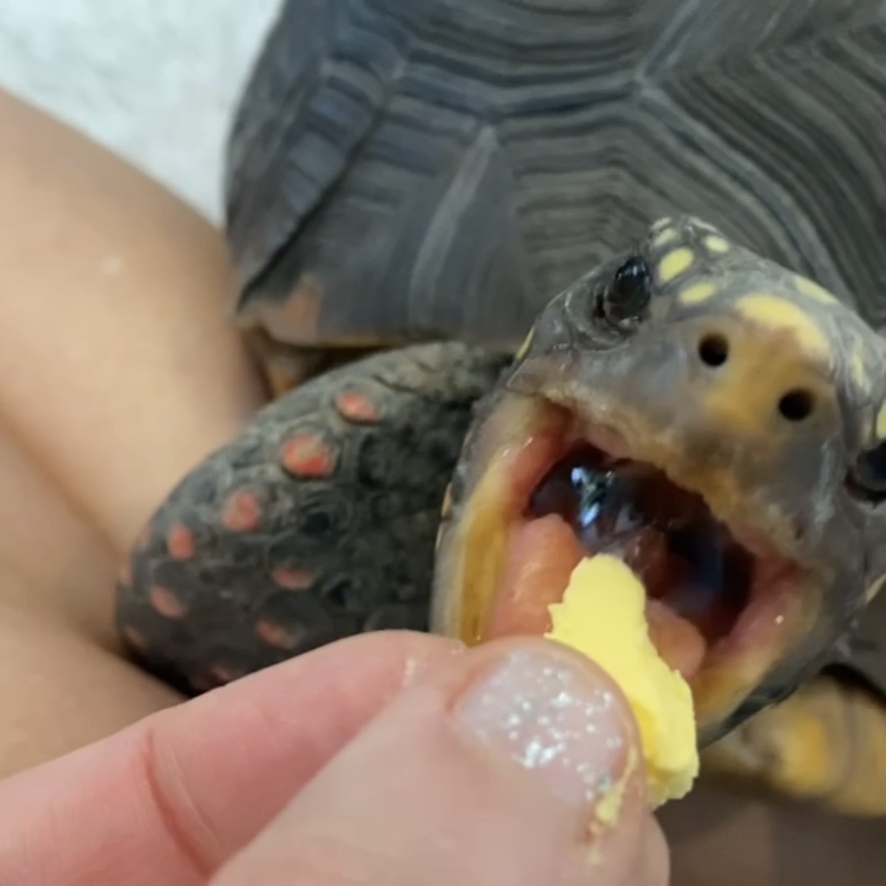 redfoot tortoise eats egg