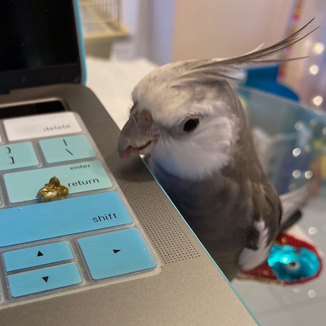 cockatiel stares at laptop keyboard