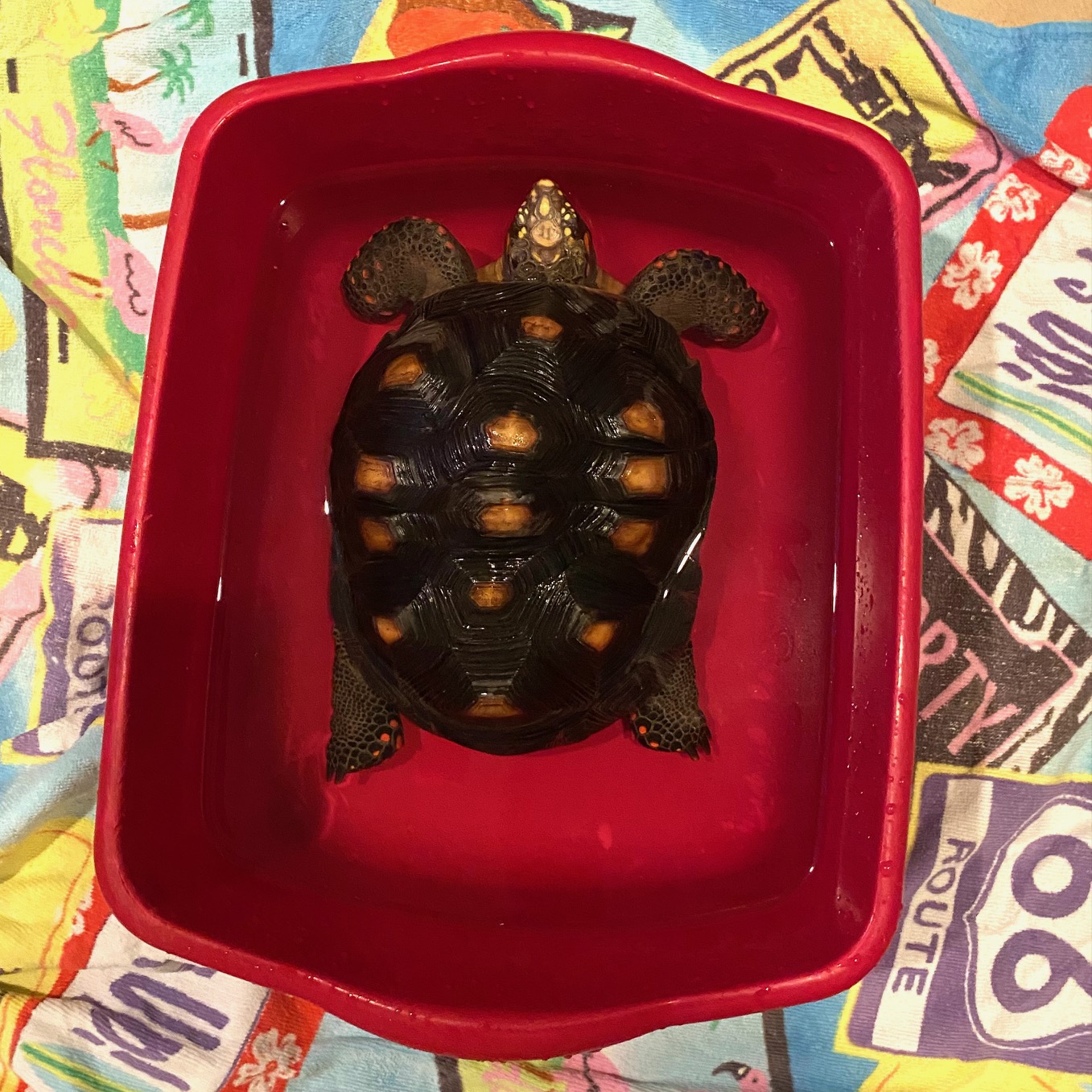 redfoot tortoise in bathing tub