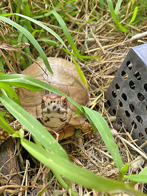 box turtle in the grass