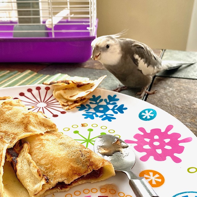 cockatiel eats off plate