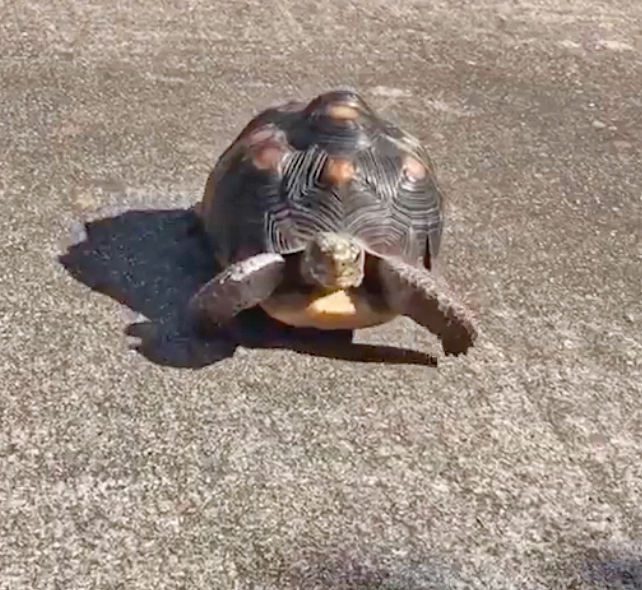 redfoot tortoise walking