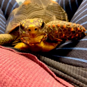 redfoot tortoise nose nostrils