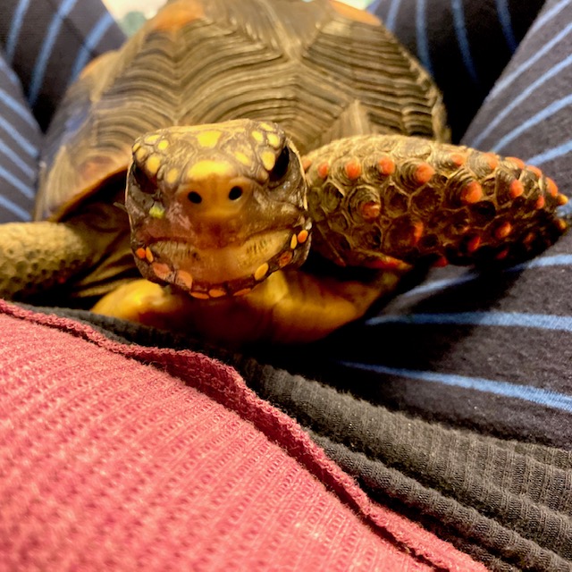 redfoot tortoise nose nostrils