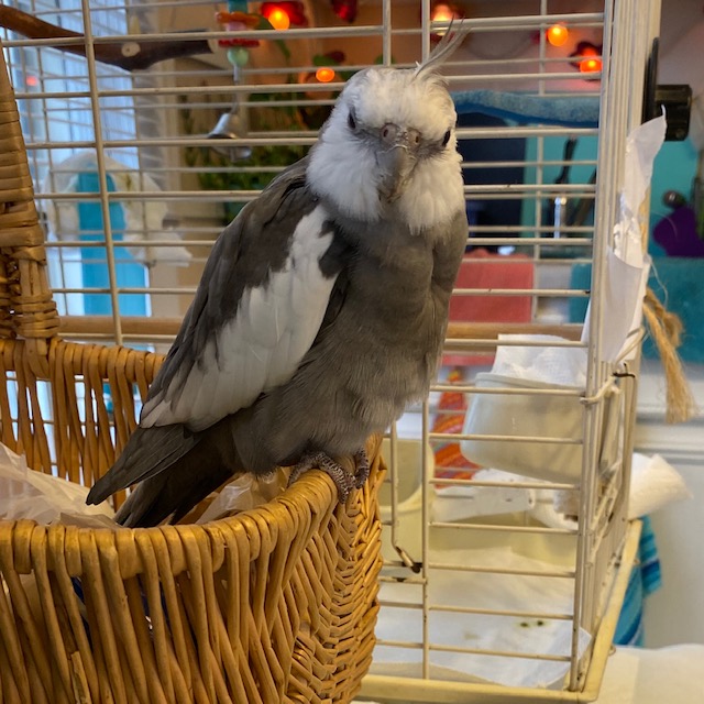 Cockatiel on wicker basket