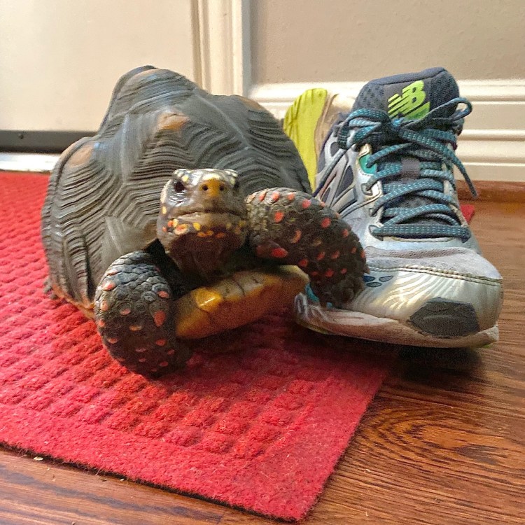 tortoise with sneaker