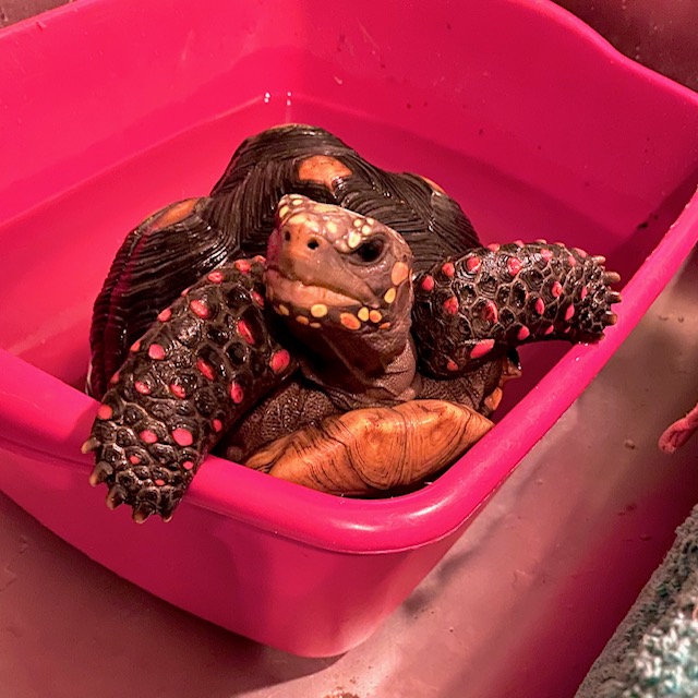 tortoise in bath