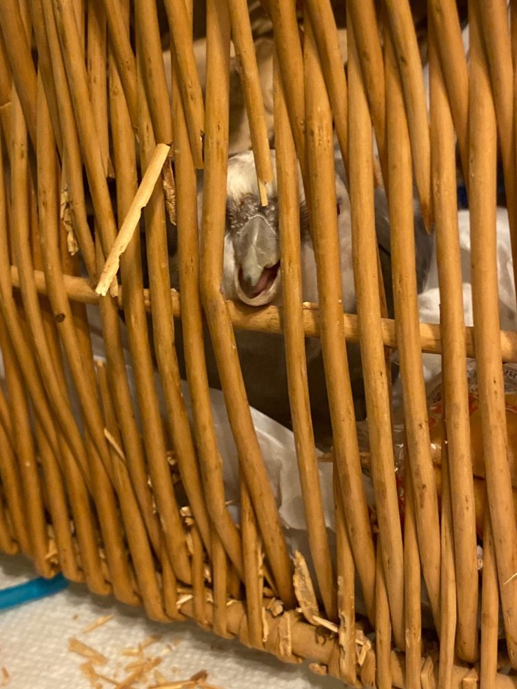 cockatiel nests in wicker basket
