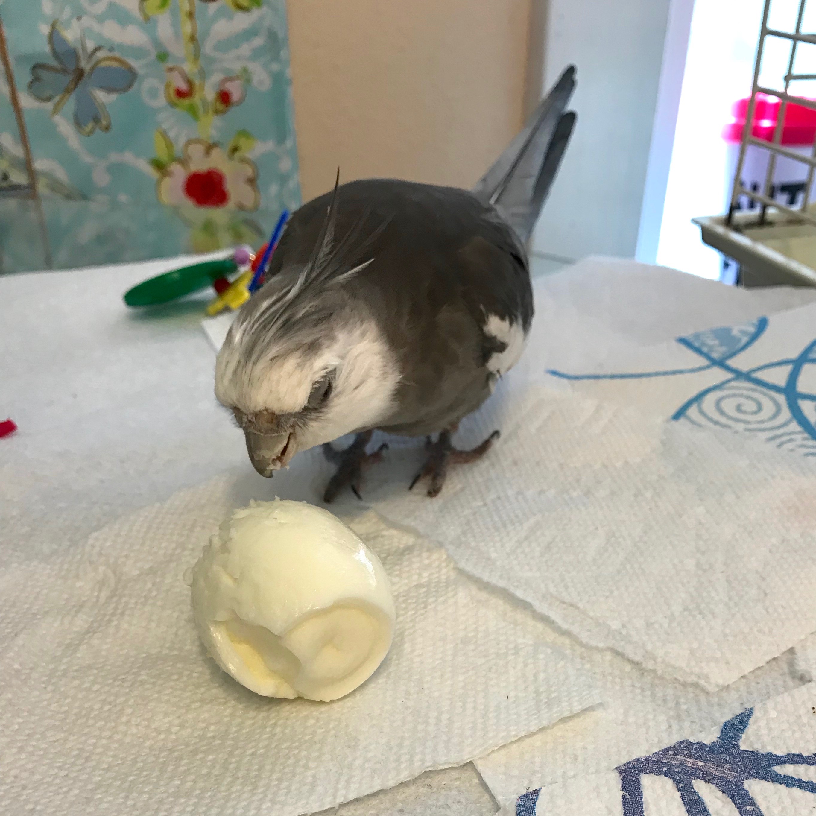 Cockatiel Egg 1